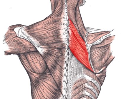 rhomboids back muscle