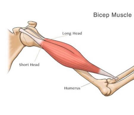 biceps muscle