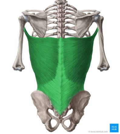 lat back muscle