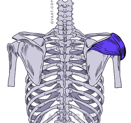 posterior delt muscle