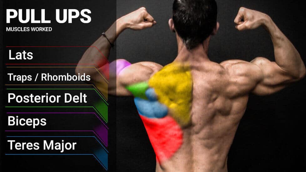 What Muscles Do Pull Ups Work? Benefits & How to Do a Pull Up