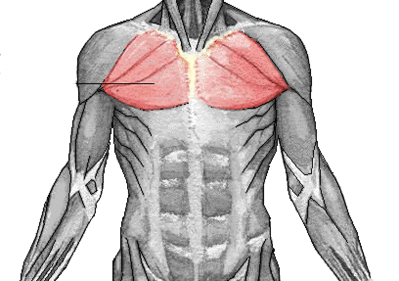 pectoral muscle