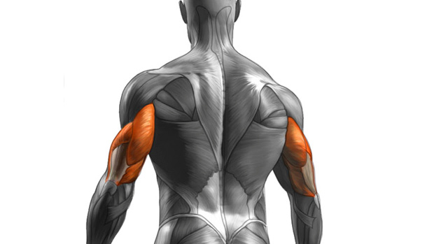 image of triceps