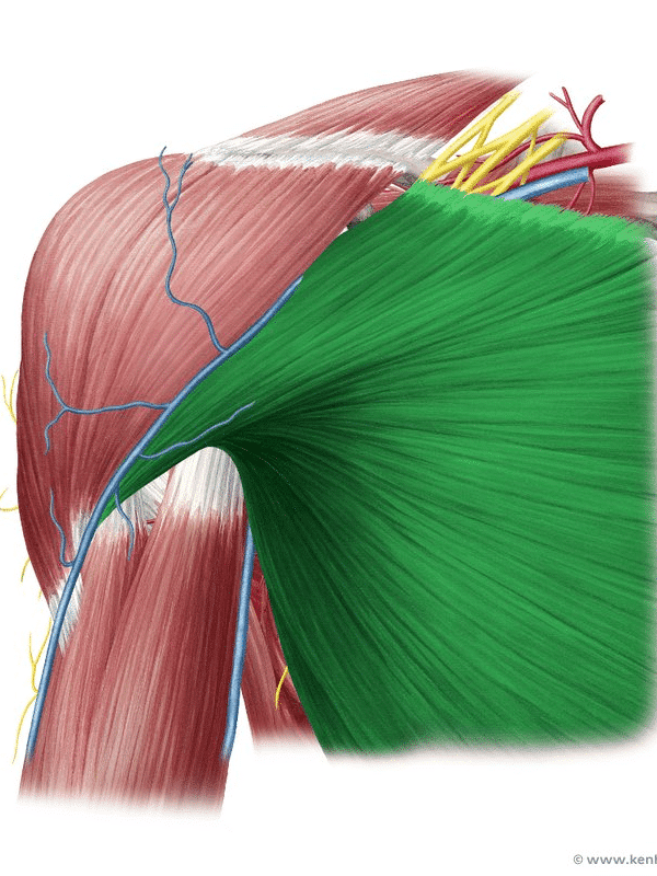 image of pectoral major