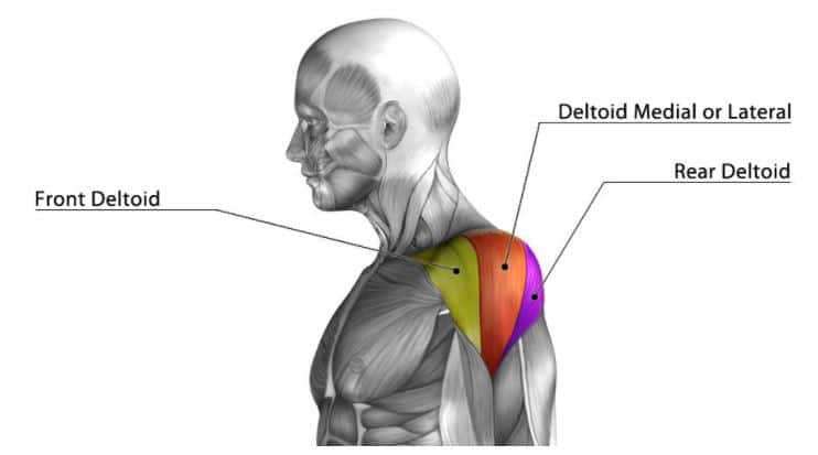 delt muscles