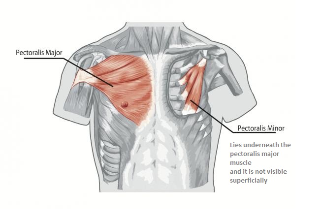 image of pectorals 