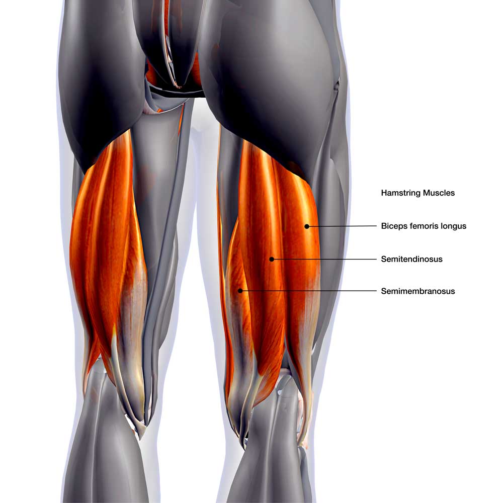 hamstrings