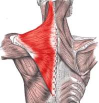 image of trapezius muscle