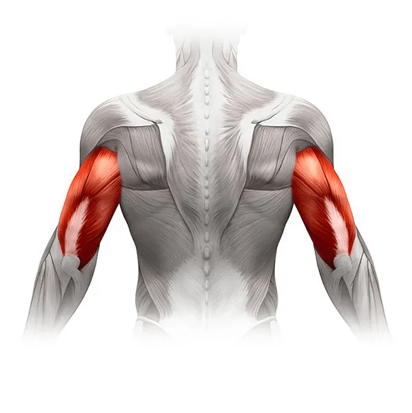 image of triceps muscles