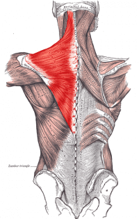 diagram of trapezius muscles highlighted in red