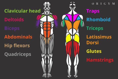 labelled Diagram of all muscles worked during clean and press