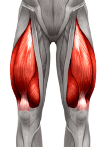 quadriceps diagram 