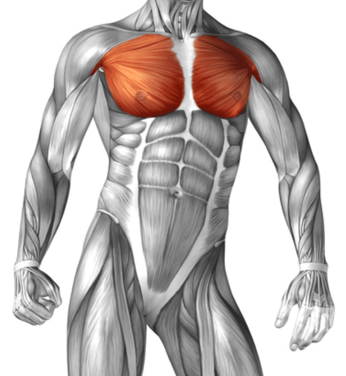 diagram of man with pectoral muscles highlighted in red