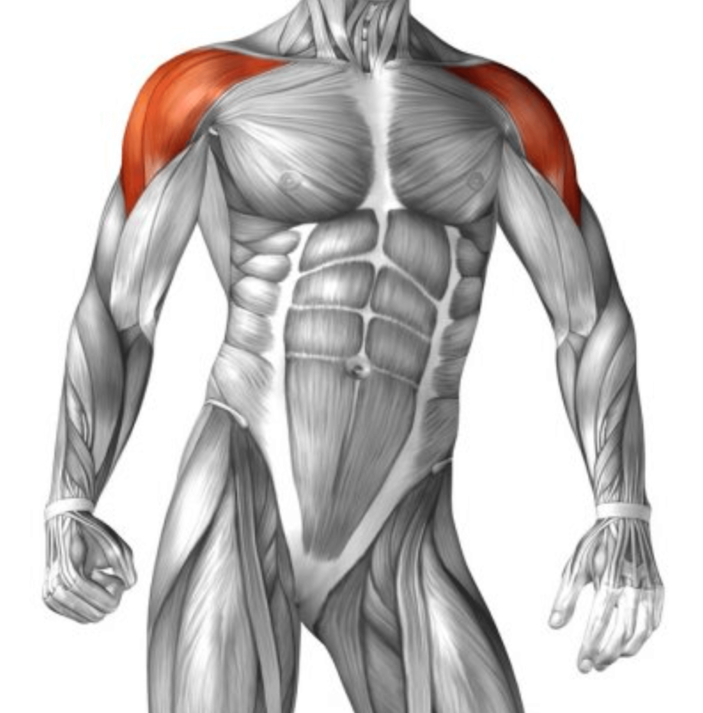 diagram of man with shoulder muscles highlighted in red