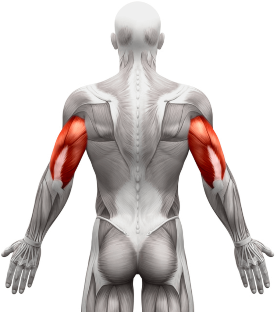 diagram of man with triceps muscles highlighted in red