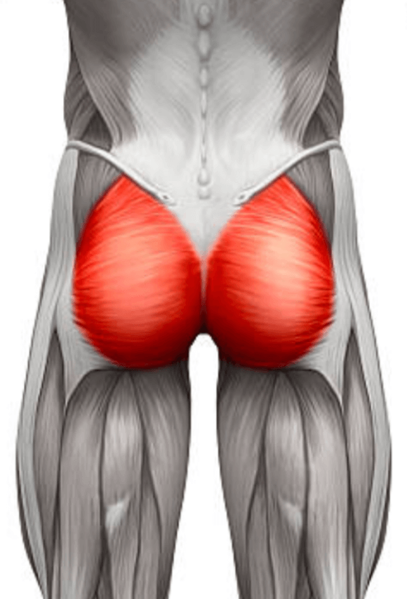 glutes diagram 