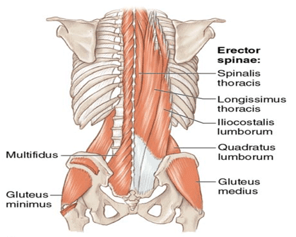 diagram of lower back muscles highlighted in red