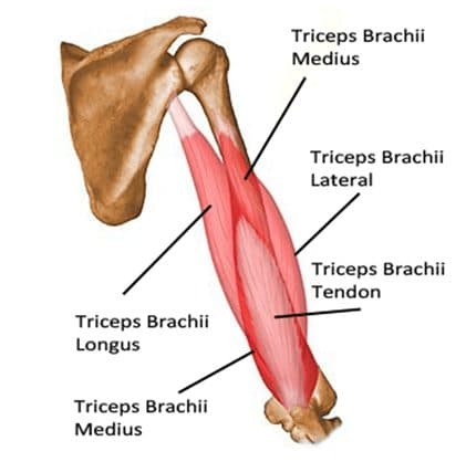 triceps muscles