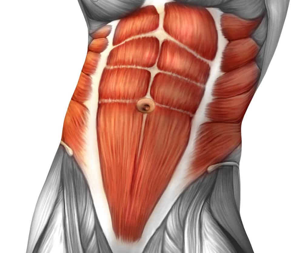 diagram of core muscles highlighted in red