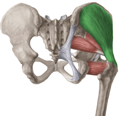 glute medius muscle