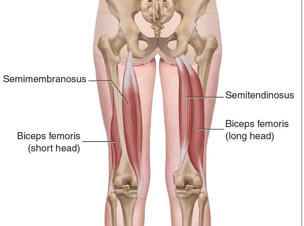 Hamstrings muscle