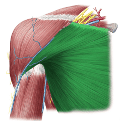 pec muscles