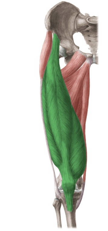 quadriceps muscle