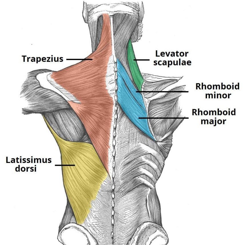 back muscles
