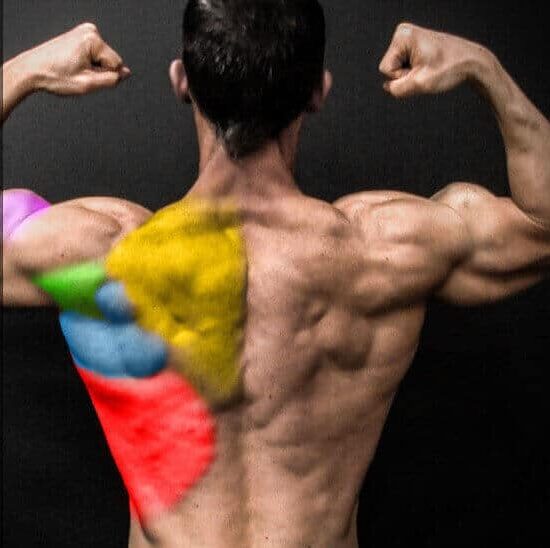 back muscles used in a pronated pulldown