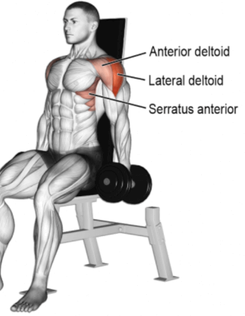 male diagram of anatomical location if the serratus anterior muscle