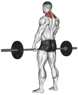 male diagram of anatomical location of the trapezius muscles